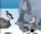 Penguin Swing - Jogo de Estratégia